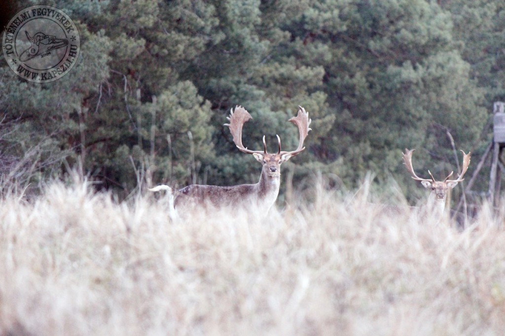 The king of the forest